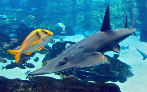 HD desktop wallpaper featuring a guitarfish with a prominent shark fin swimming alongside a colorful fish in a vibrant underwater scene.