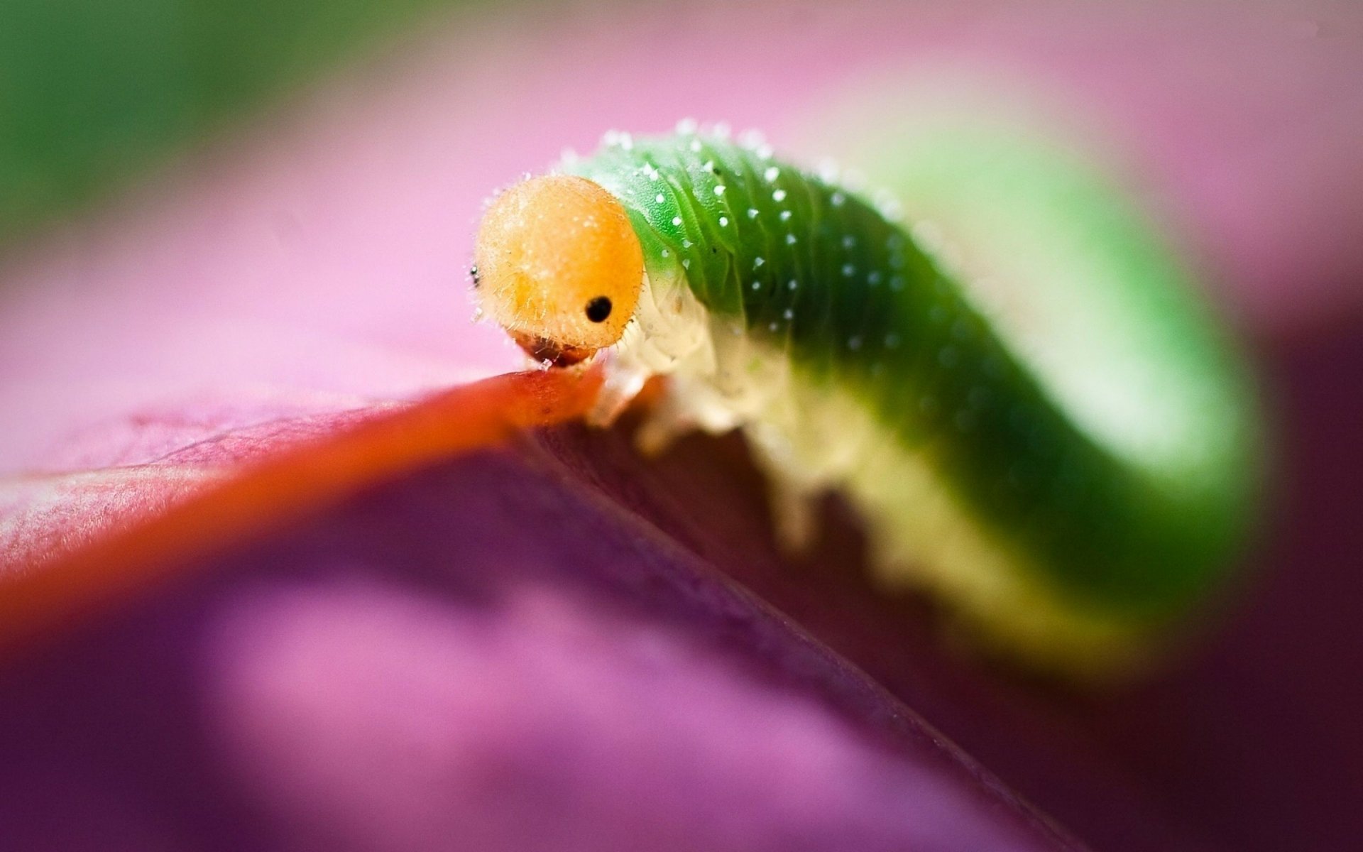 Download Animal Caterpillar HD Wallpaper