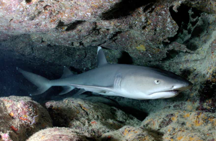 White-tipped reef shark nestled in a rocky underwater crevice — 5K Ultra HD PC desktop wallpaper background of a shark (Animal).