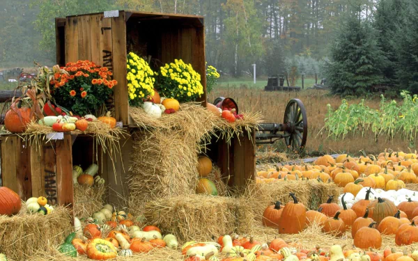 food pumpkin HD Desktop Wallpaper | Background Image