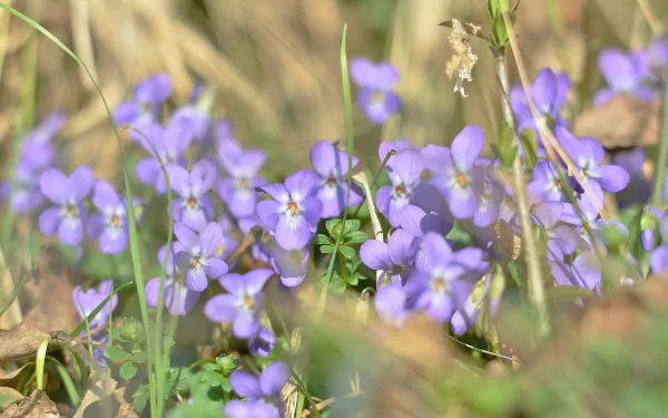 nature pansy HD Desktop Wallpaper | Background Image
