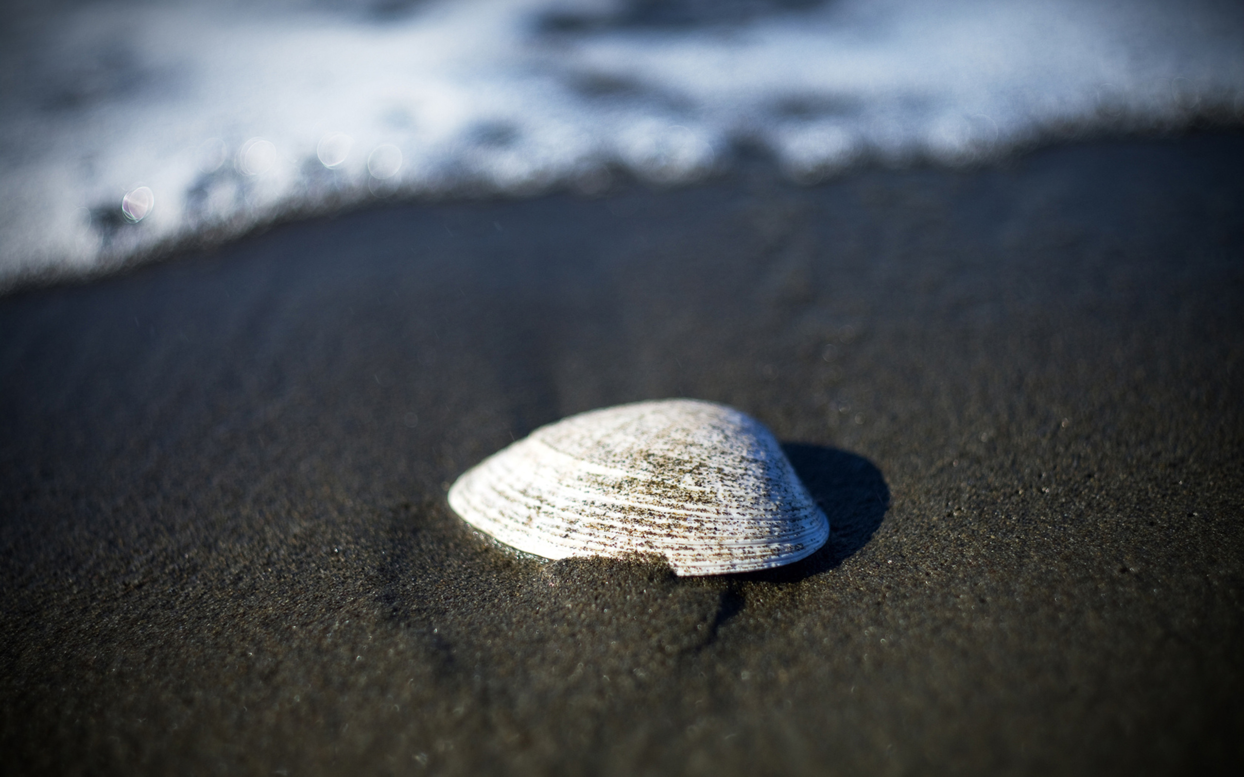 Shell desktop. Макросъемка пляж. Песчинки на морском берегу. Ракушки на песке в воде. Ракушки в песке макро.