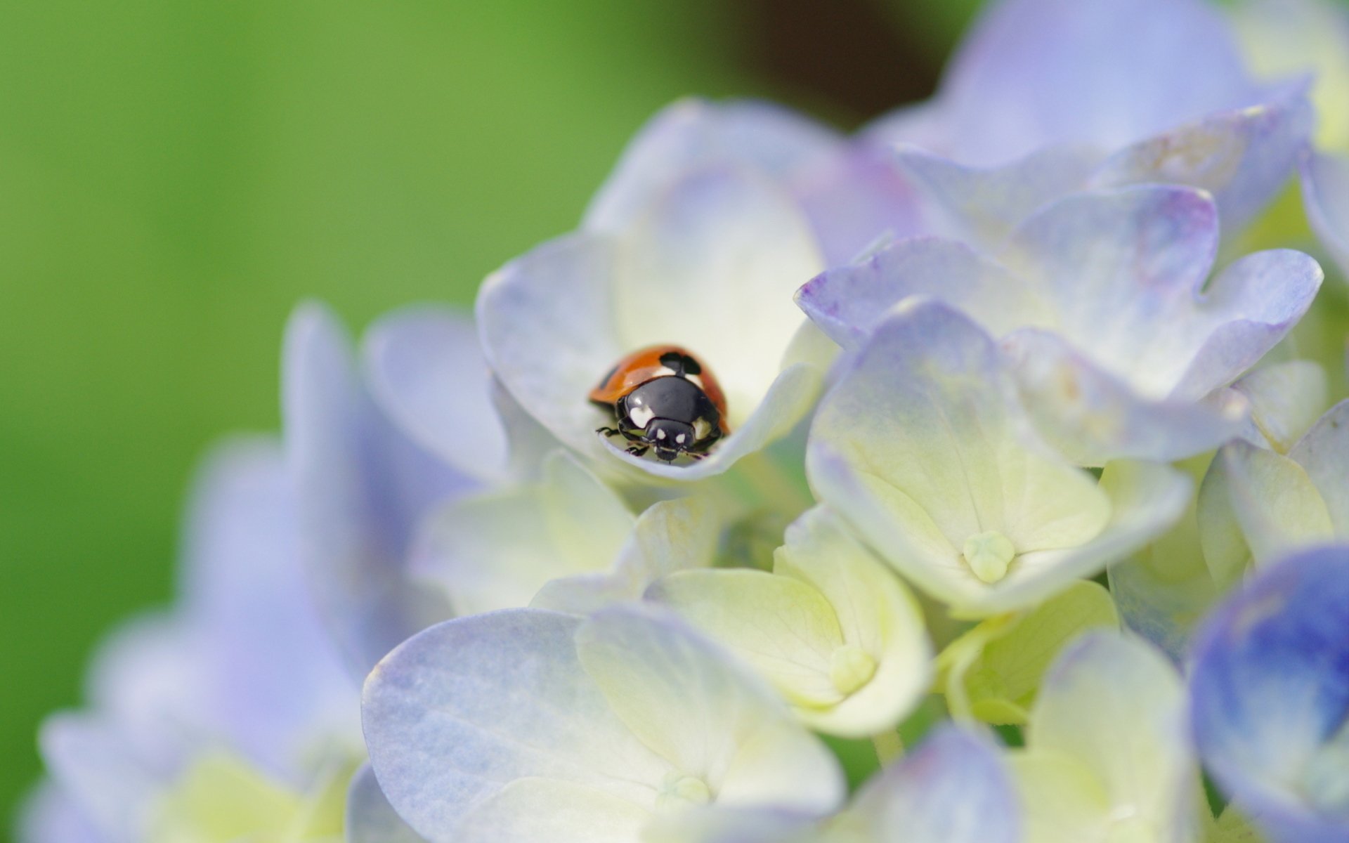 Download Hydrangea Flower Animal Ladybug HD Wallpaper