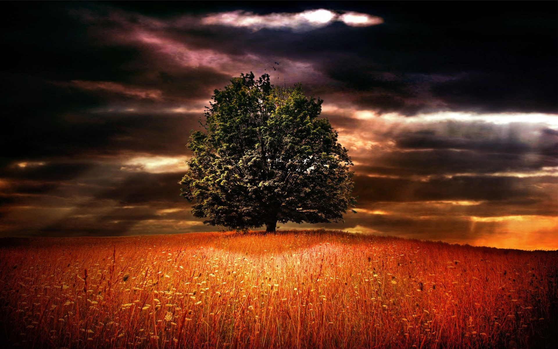 Earth Tree HD Wallpaper | Background Image