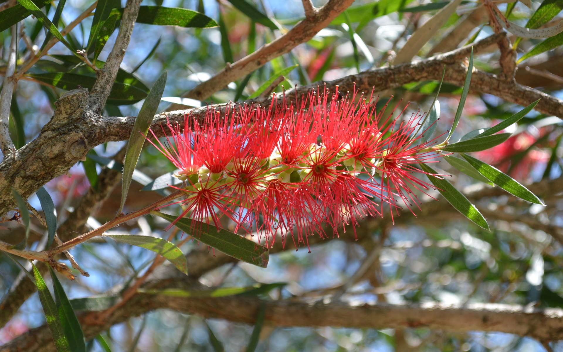 Australian Red Bottlebrush (Callistemon) by lonewolf6738