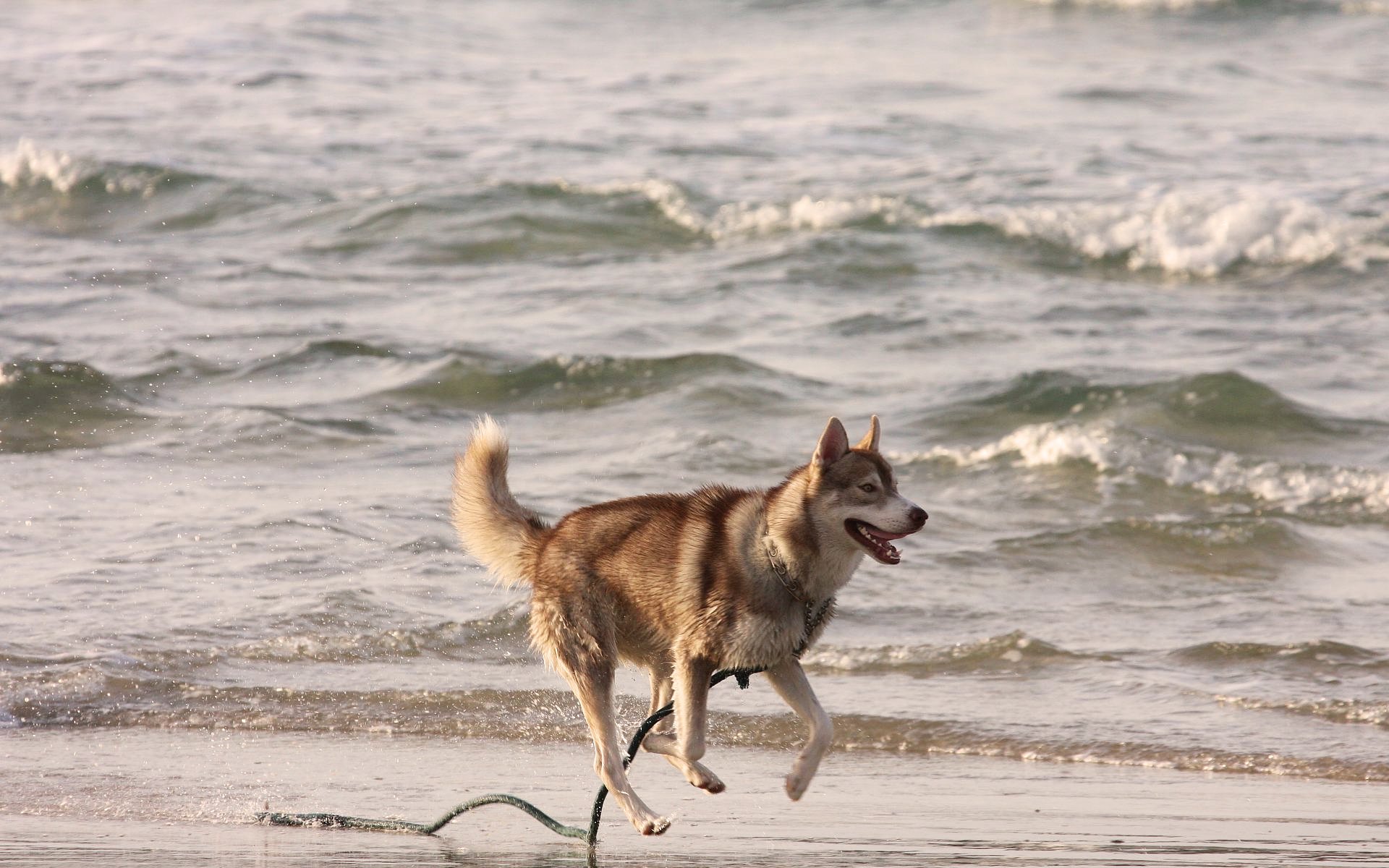 HD PC desktop wallpaper featuring a husky dog joyfully running along the sandy shore with ocean waves in the background.