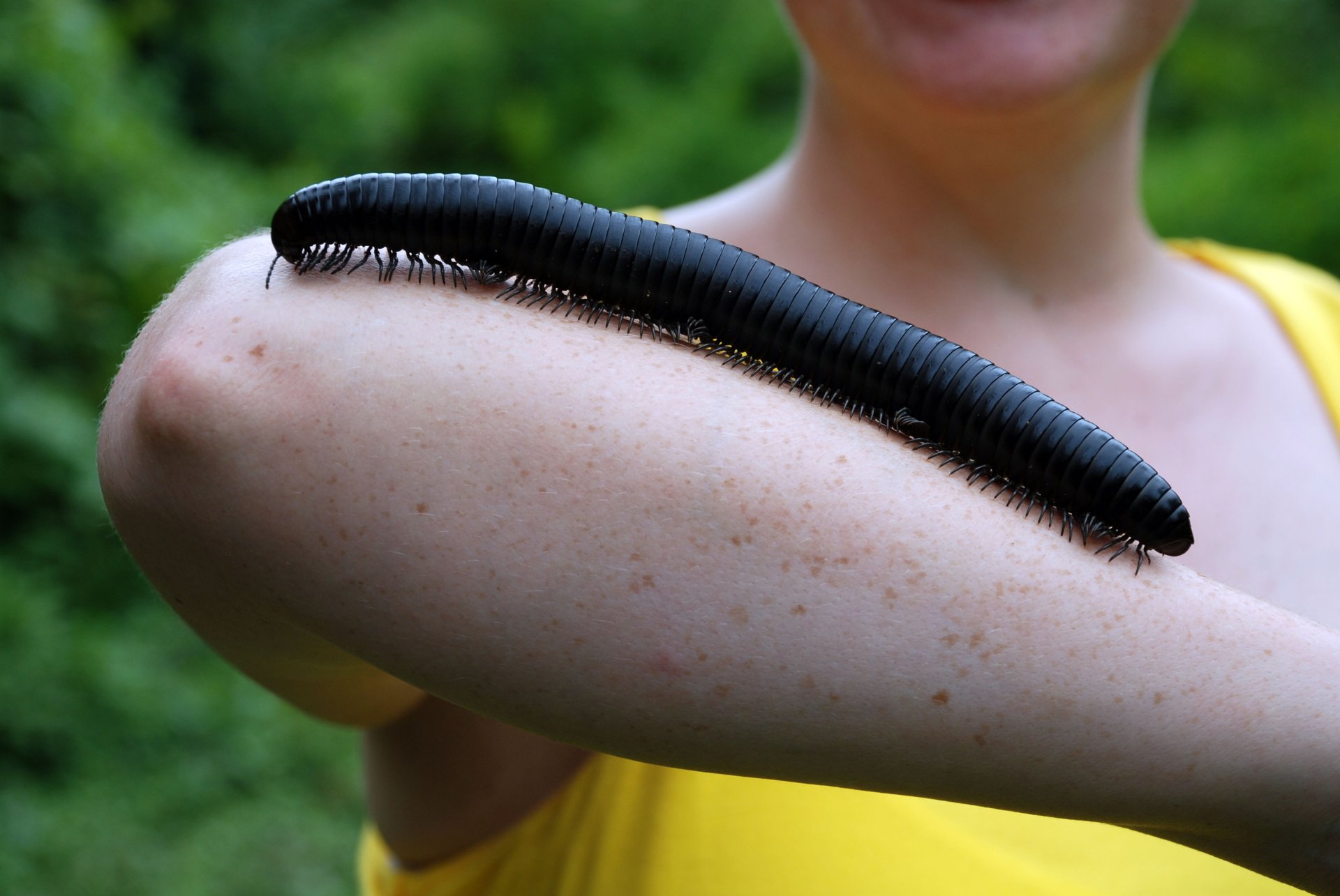 Download Animal Millipede 4k Ultra HD Wallpaper