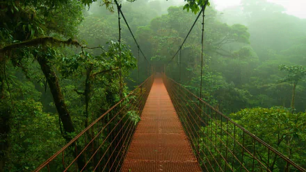 HD wallpaper of a man-made bridge stretching across a dense, misty rainforest.