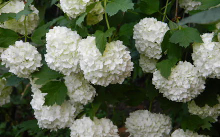 nature hydrangea HD Desktop Wallpaper | Background Image