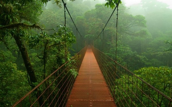 Hecho por el hombre Puente Puentes Bosque Rainforest Jungla Fondo de pantalla HD | Fondo de Escritorio