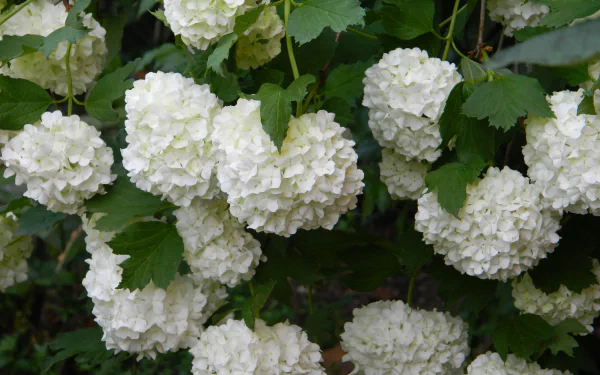 nature hydrangea HD Desktop Wallpaper | Background Image