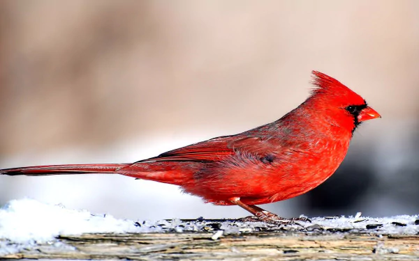 HD PC desktop wallpaper: vivid red cardinal perched on a snowy log with a soft, blurred winter background.