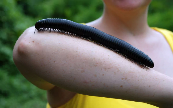Animal millipede HD Desktop Wallpaper | Background Image