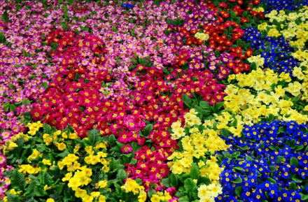 HD PC desktop wallpaper showing vibrant primrose flowers in dense beds of pink, red, yellow and blue forming a bright floral background.