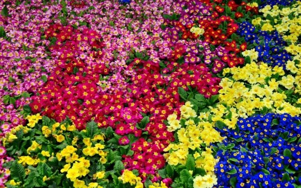 Earth Primrose Flower Nature Colorful HD Wallpaper | Background Image