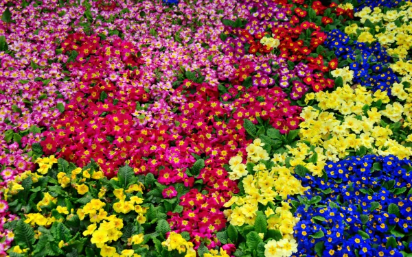 HD PC desktop wallpaper showing vibrant primrose flowers in dense beds of pink, red, yellow and blue forming a bright floral background.
