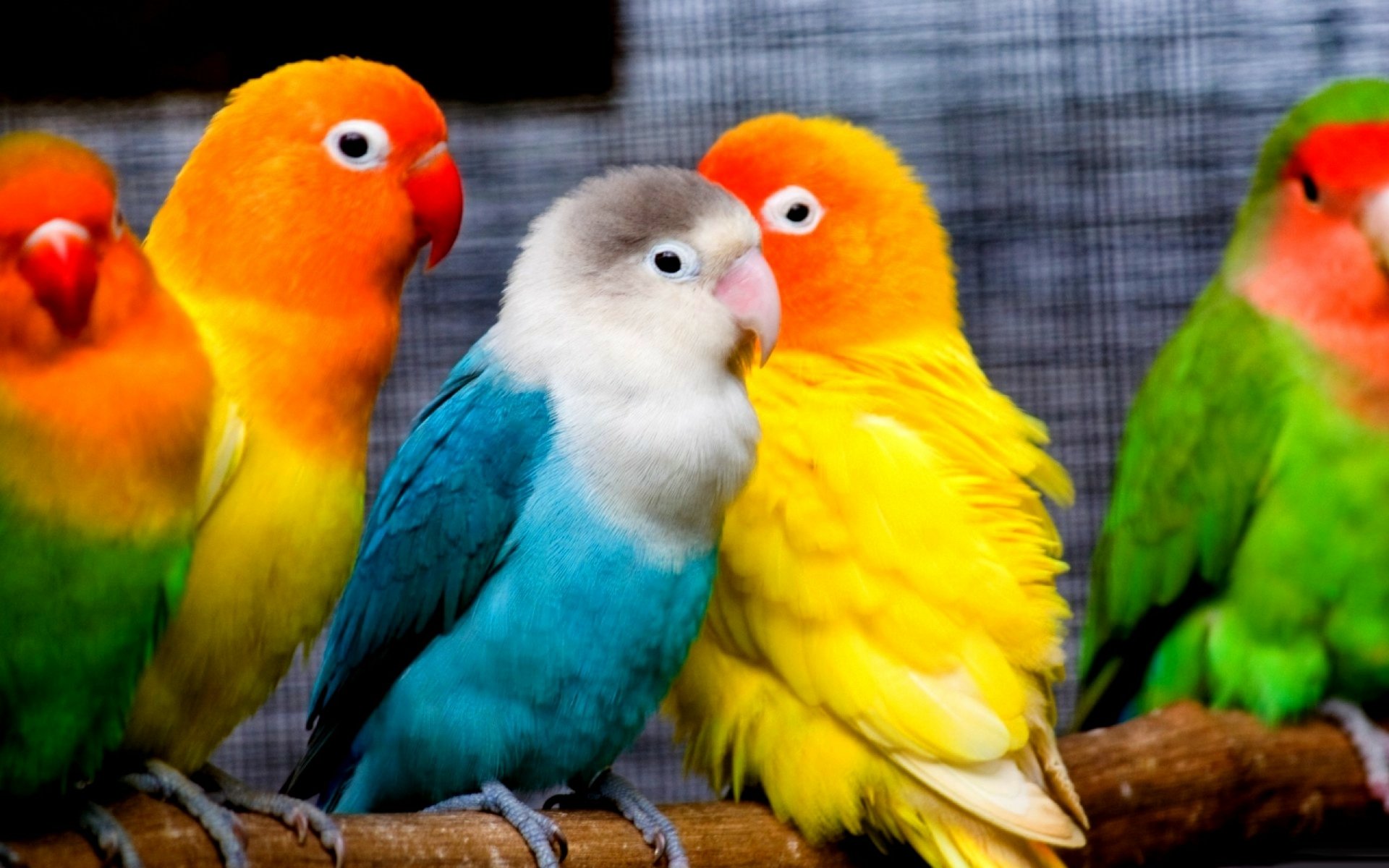 HD wallpaper featuring a group of vibrant lovebirds perched together, displaying a range of bright colors from orange to blue and green.