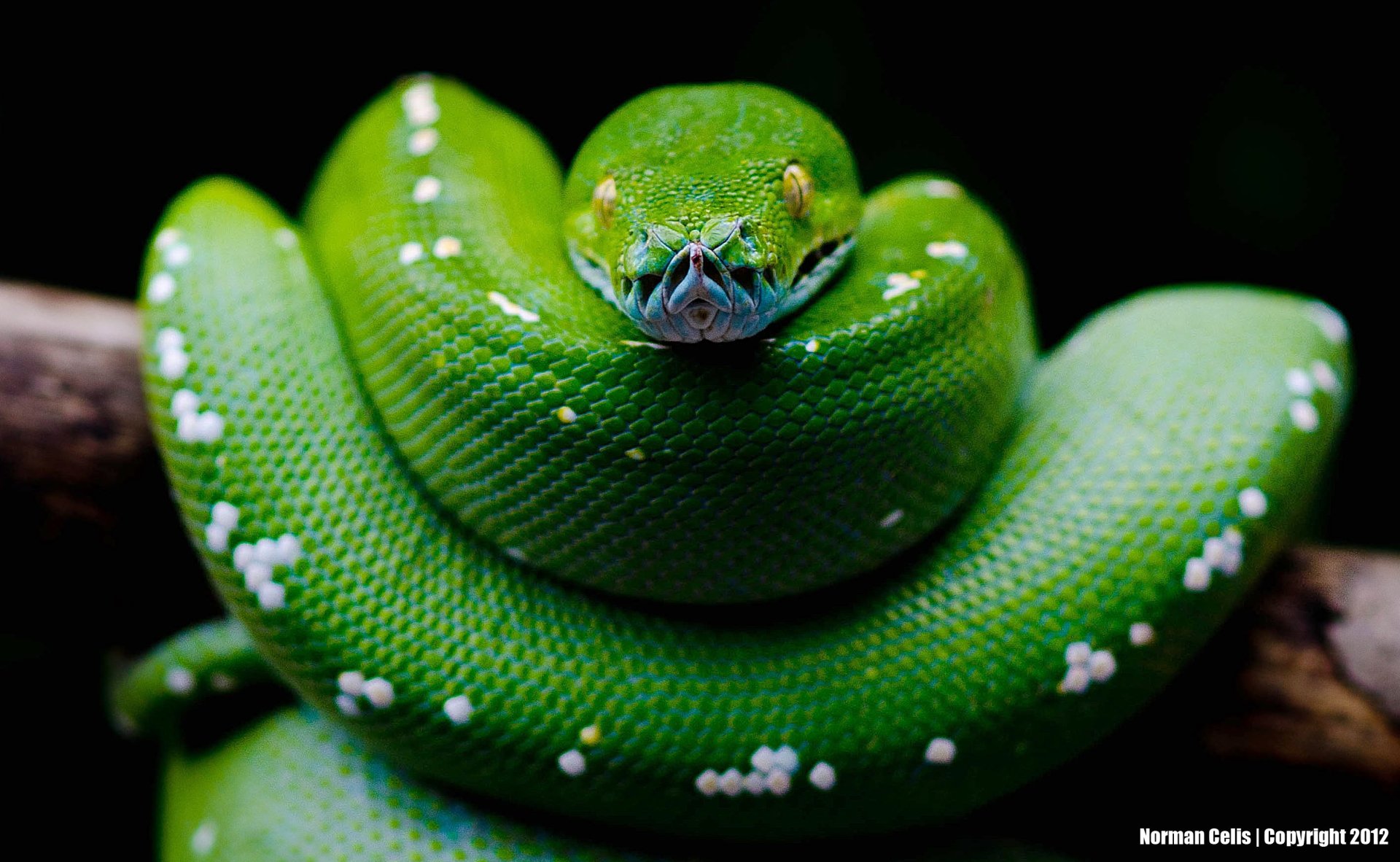 Green Python Full HD Wallpaper And Background Image | 2837x1746 | ID:451675