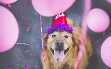 HD desktop wallpaper featuring a cheerful golden retriever wearing a birthday hat surrounded by pink balloons.