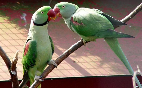 HD desktop wallpaper featuring two Alexandrine parakeets perched on a branch, interacting closely in a vibrant, natural setting.