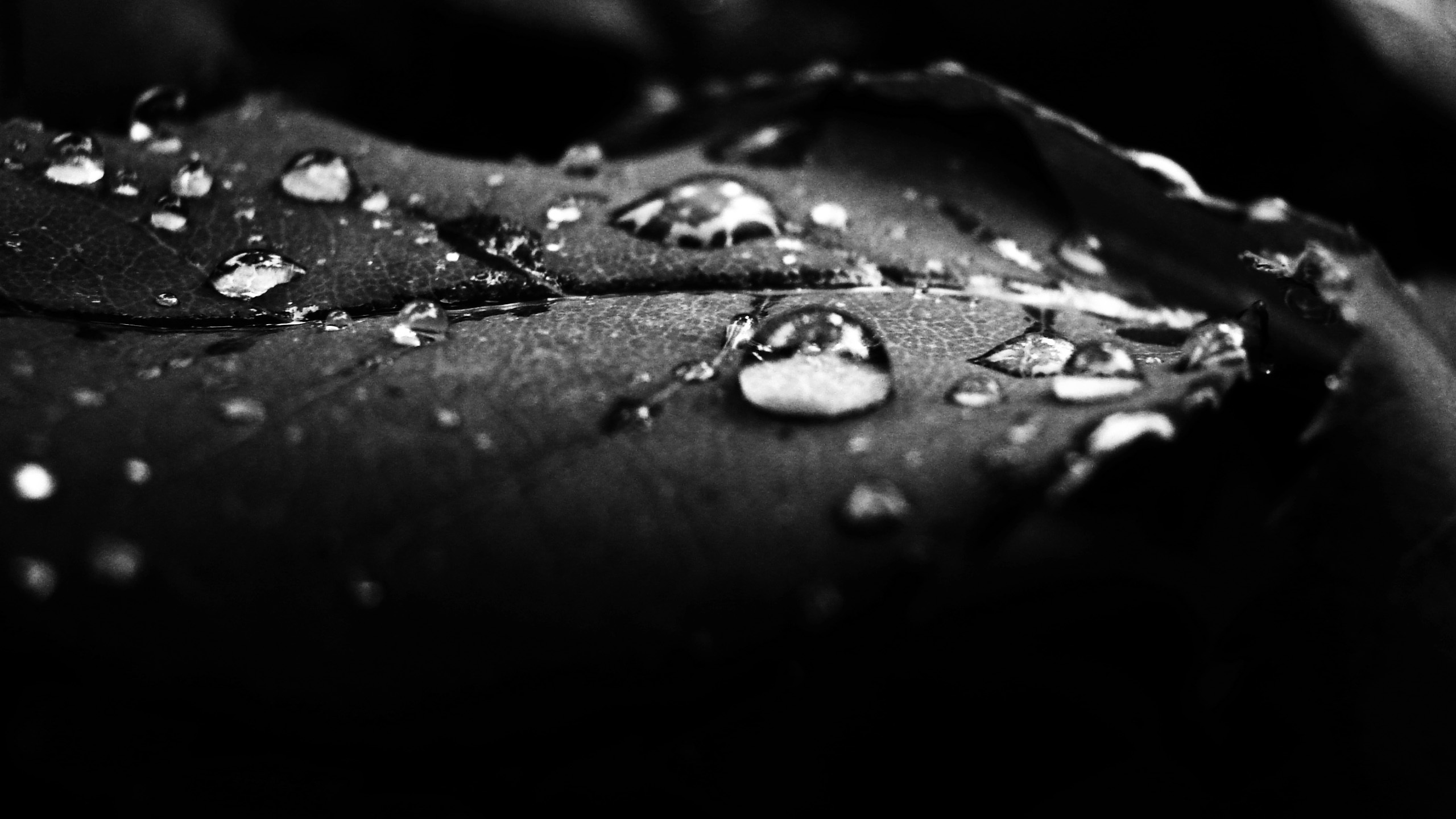 Water Drop Hd Wallpaper Background Image 2560x1440 Id