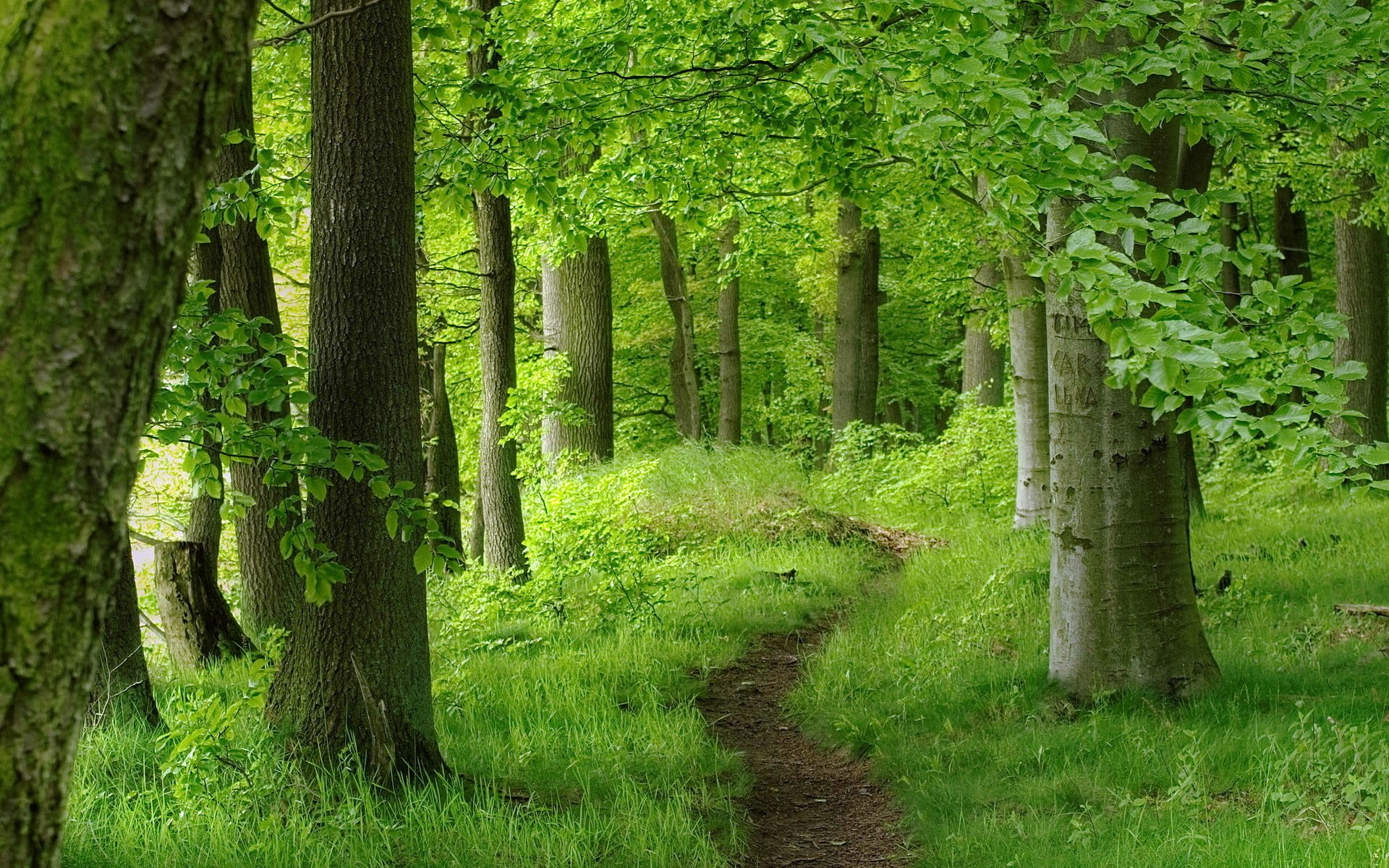 Download Tree Green Path Nature Forest Hd Wallpaper