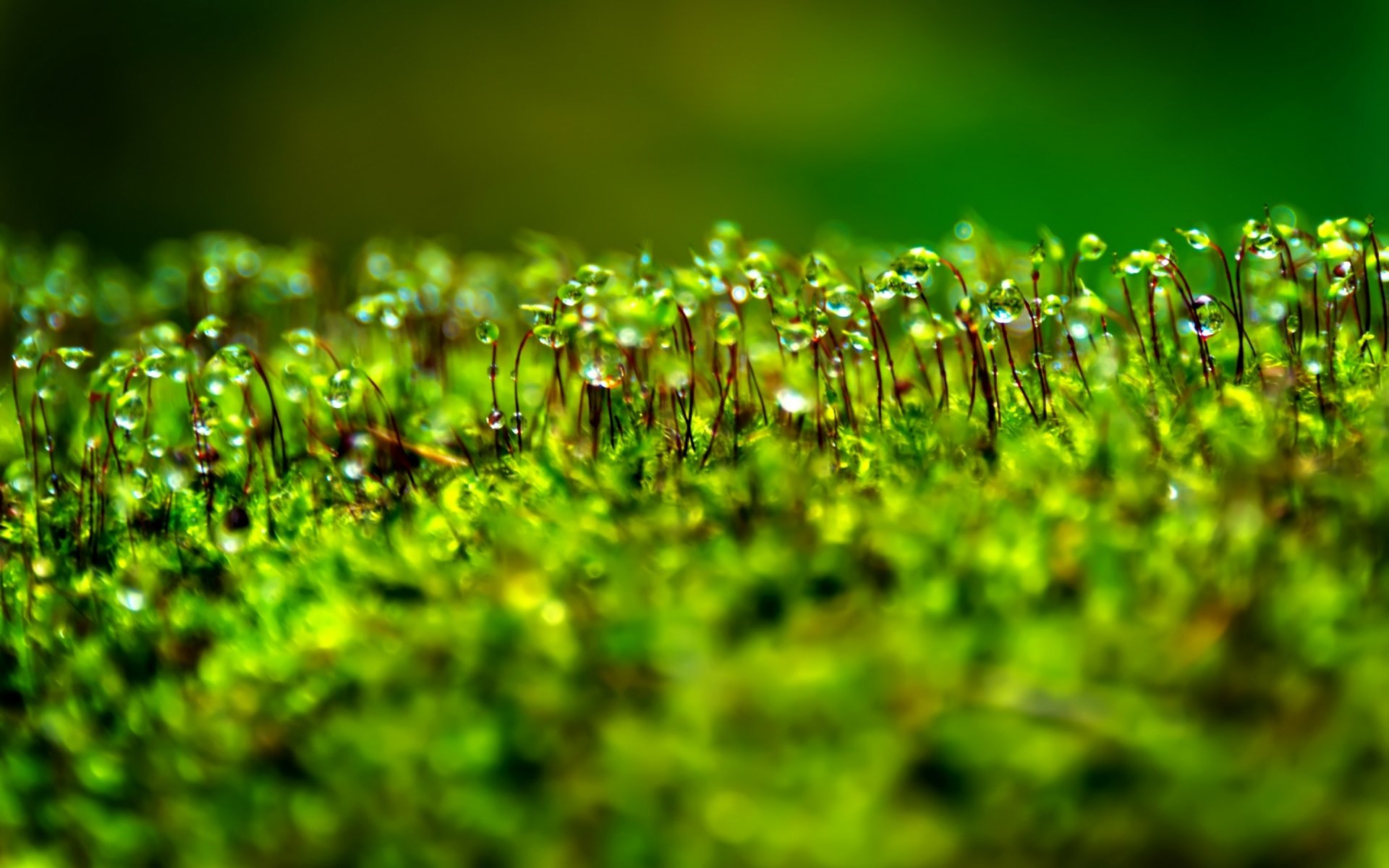 Macro view of dewy moss with glistening water drops; vibrant green 2K Quad HD PC desktop wallpaper and nature background.
