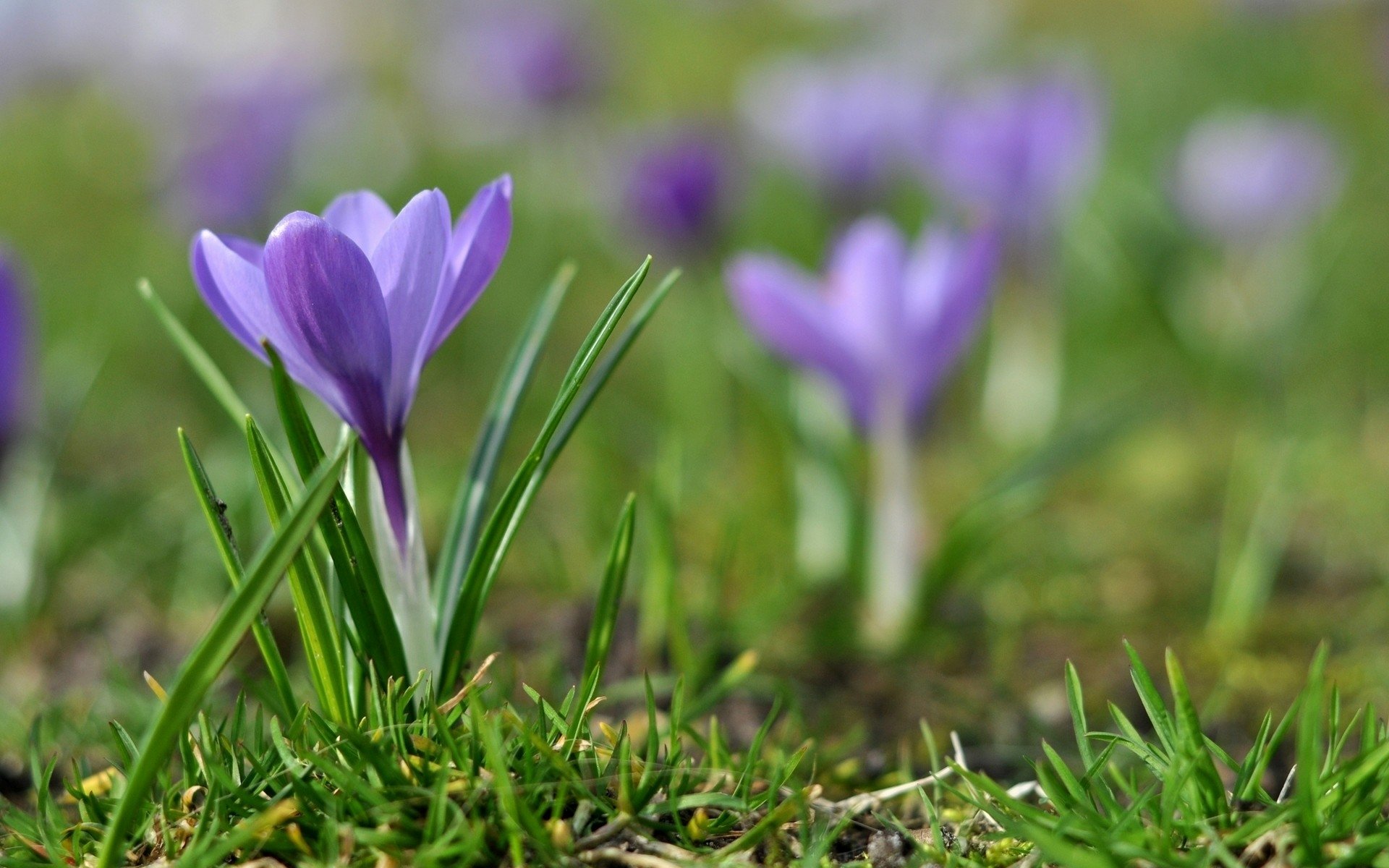 Download Nature Crocus HD Wallpaper