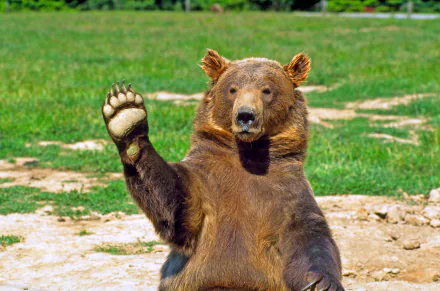 A large bear waving its paw, set against a vibrant green field. This high-definition image serves as an engaging desktop wallpaper and background.