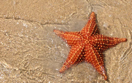 Animal starfish HD Desktop Wallpaper | Background Image
