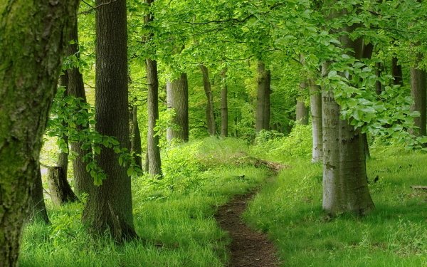 Earth Forest Path Green Tree HD Wallpaper | Background Image