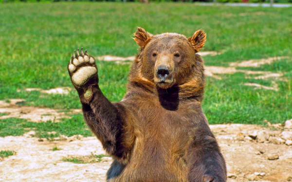 A large bear waving its paw, set against a vibrant green field. This high-definition image serves as an engaging desktop wallpaper and background.