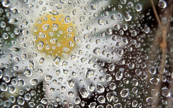 Photography Water Drop Daisy Water Manipulation HD Wallpaper | Background Image