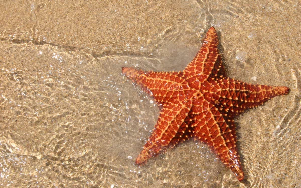Animal starfish HD Desktop Wallpaper | Background Image