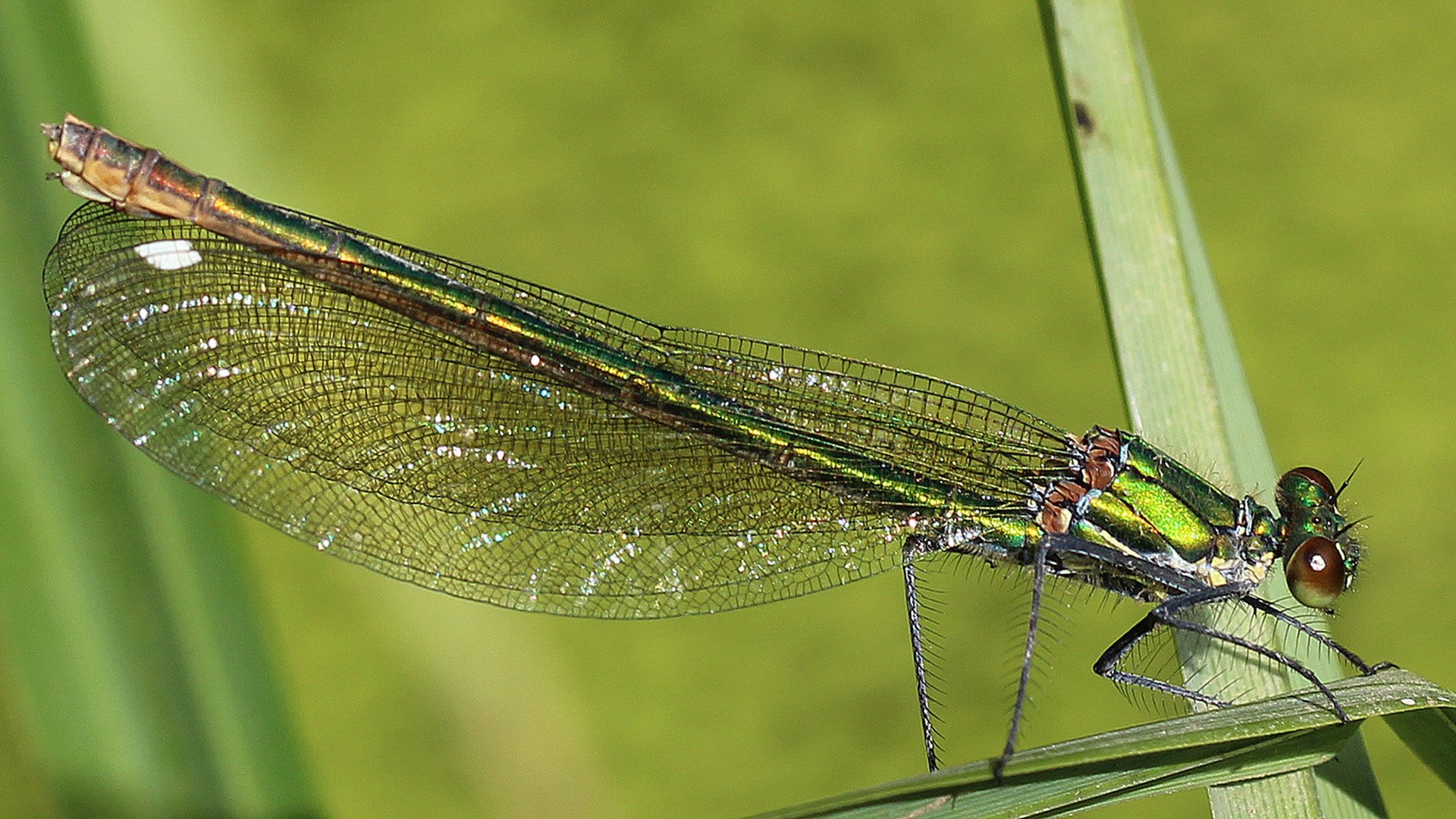 Download Grass Green Close-up Macro Nature Animal Dragonfly HD Wallpaper