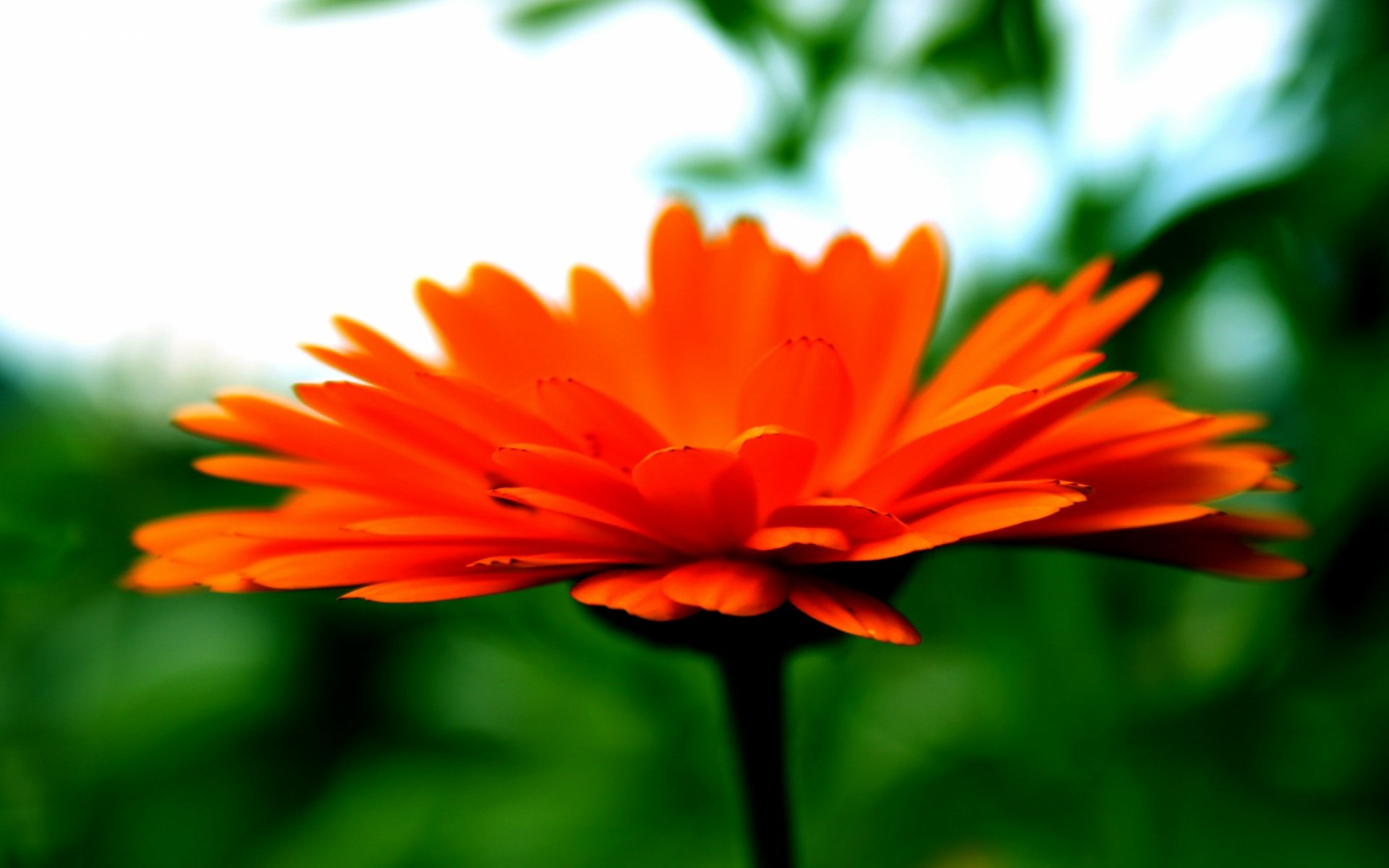 Download Nature Gerbera HD Wallpaper