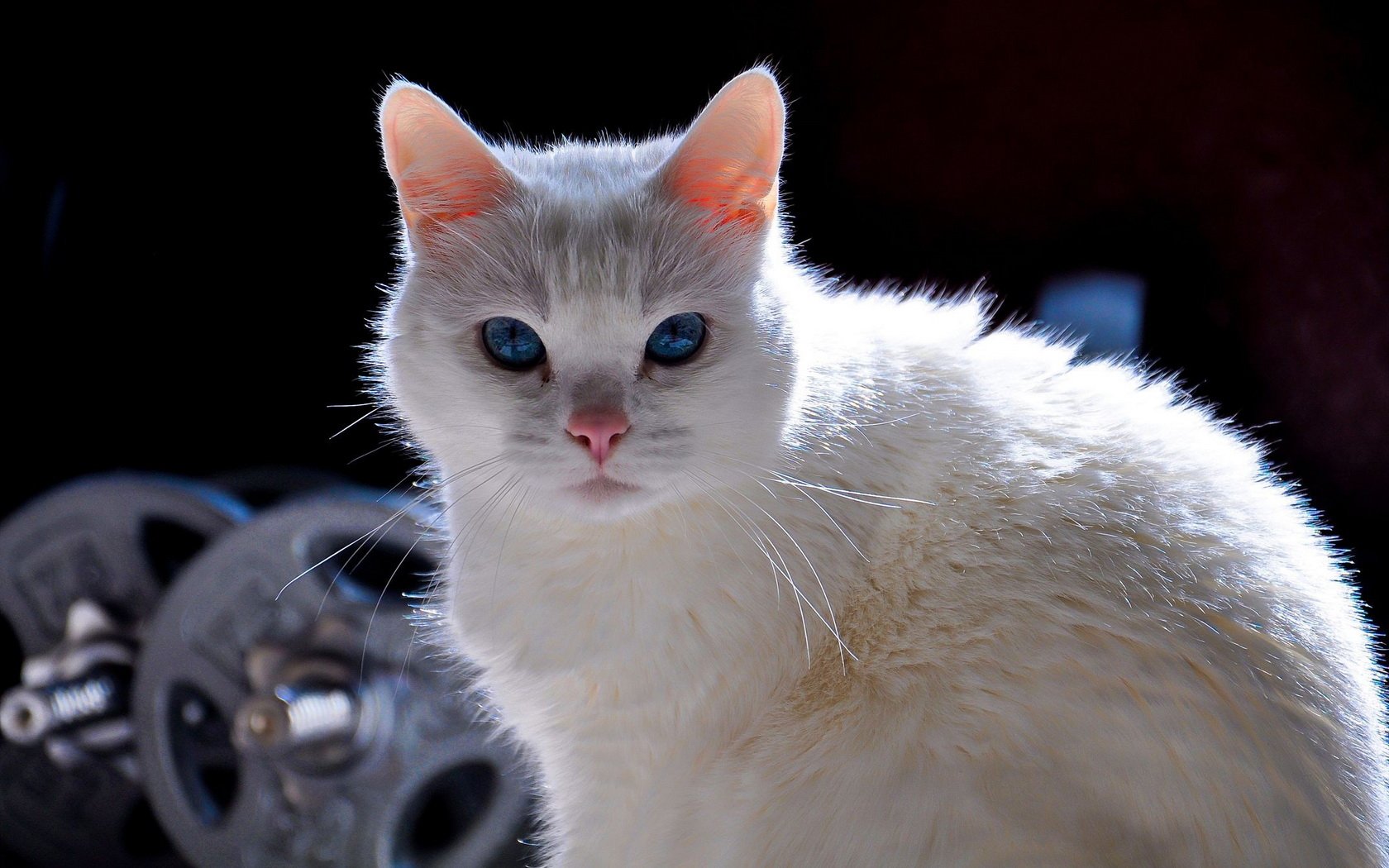 Beautiful white cat