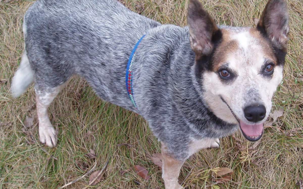 blue heeler
