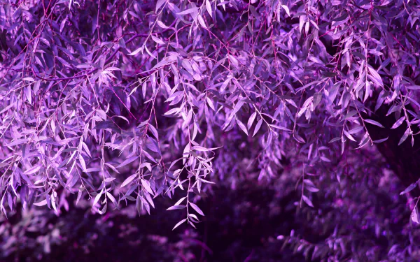 HD desktop wallpaper featuring vibrant purple foliage, showcasing intricate details of delicate leaves in a natural setting.