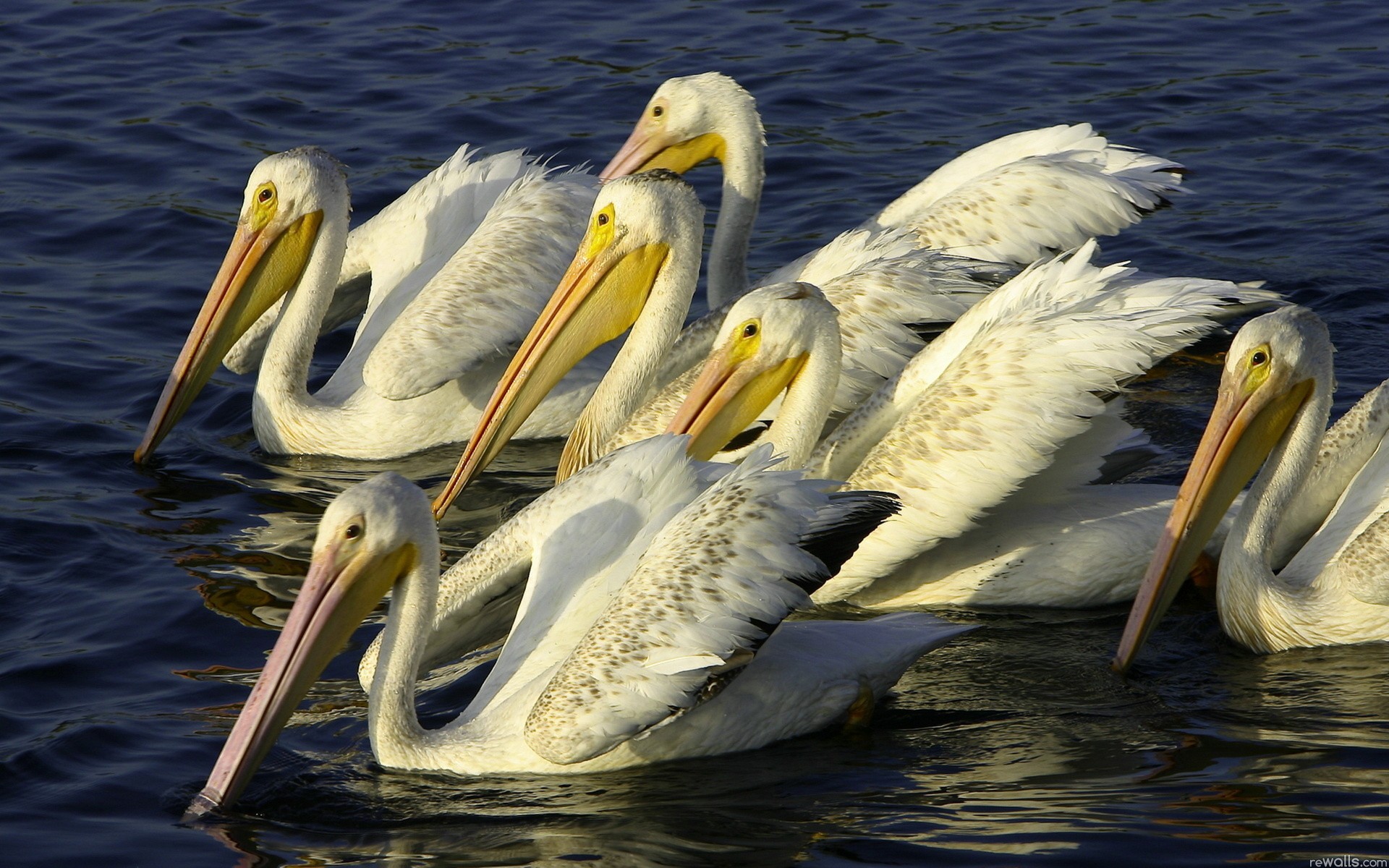 Pelican HD Wallpaper | Background Image | 1920x1200 | ID:454776