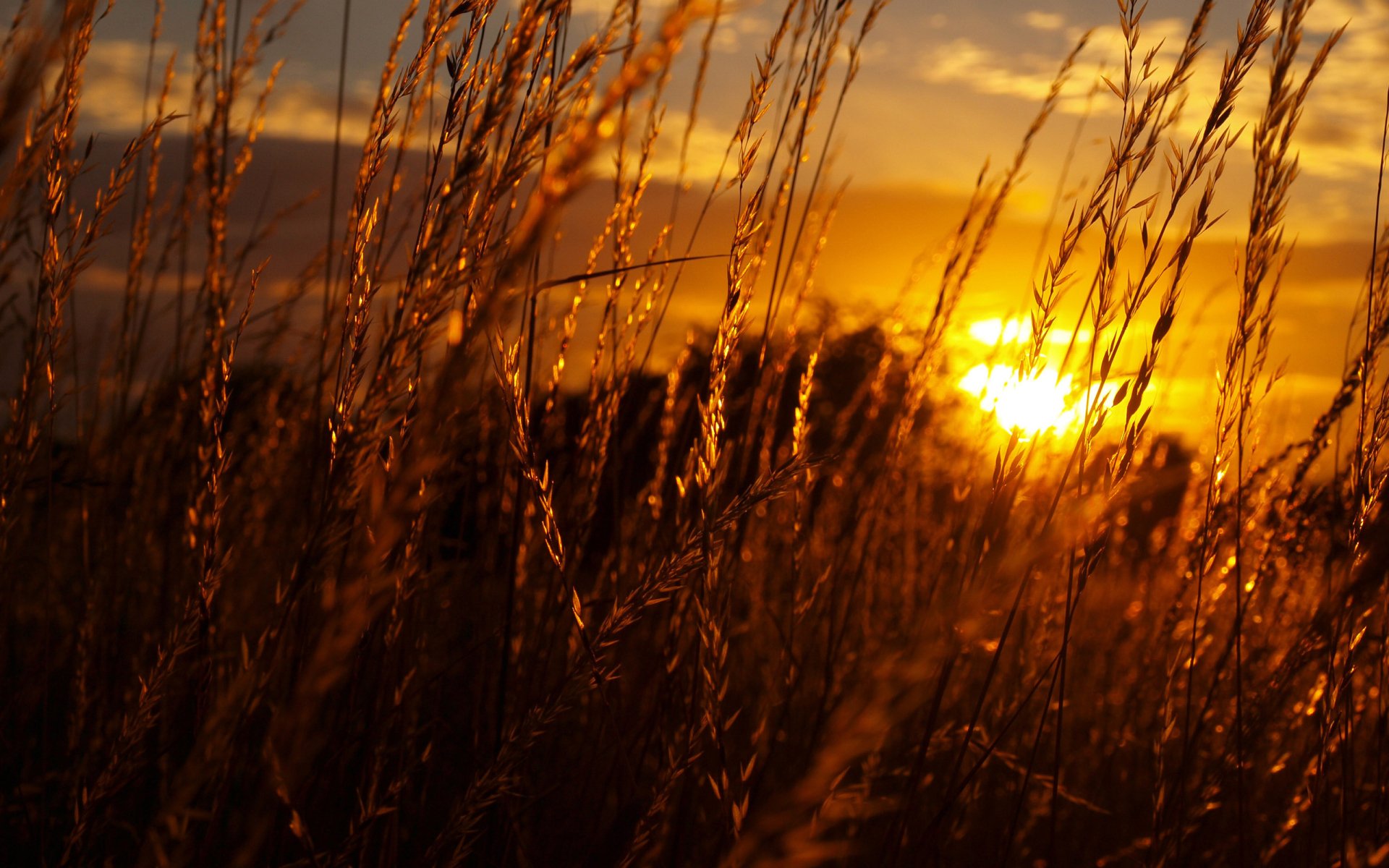HD desktop wallpaper featuring tall grass silhouetted against a golden sunset in a serene natural landscape.