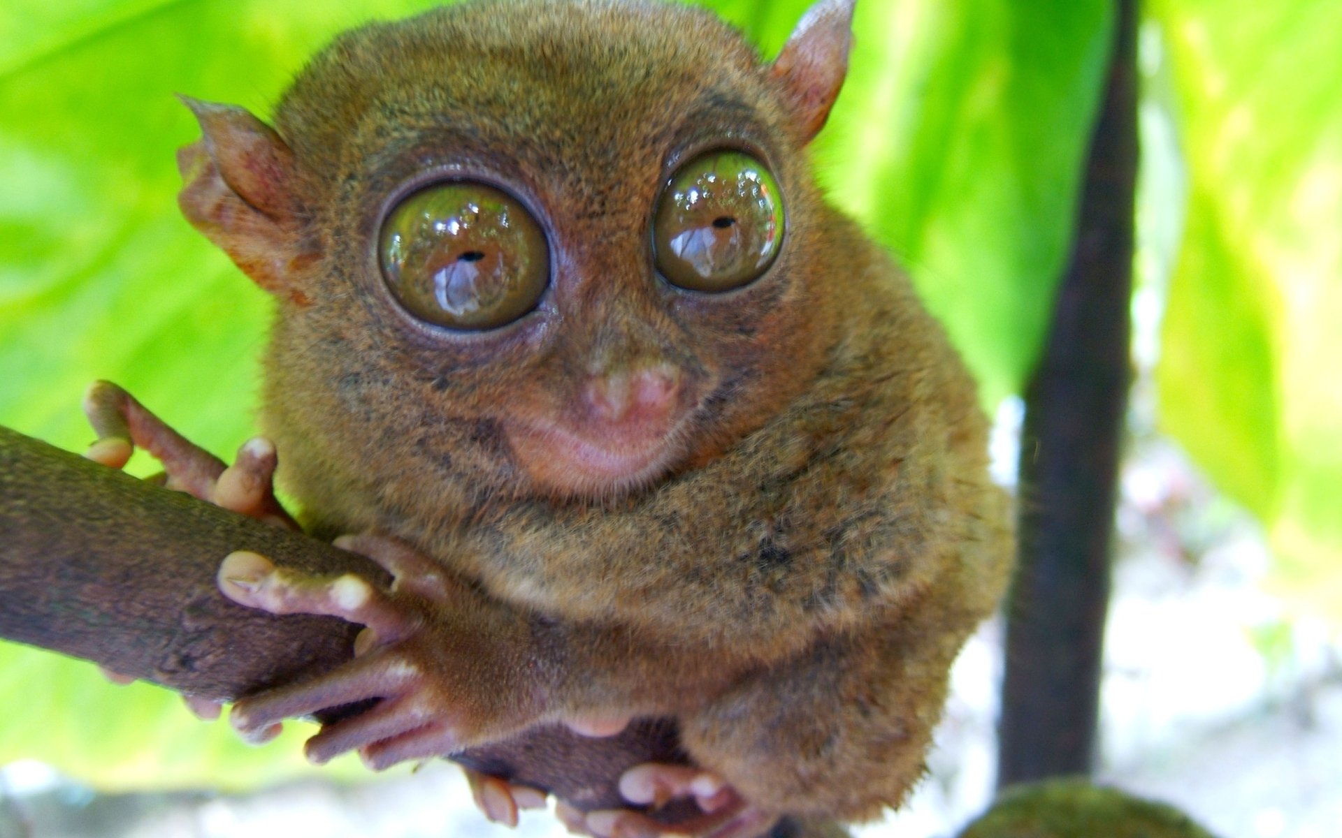 Download Animal Tarsier HD Wallpaper