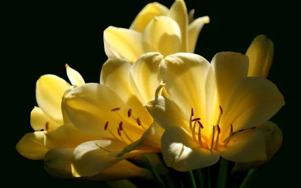 HD PC desktop wallpaper showing close-up yellow lilies glowing against a deep black background, nature lily blossoms with soft light and visible stamens.