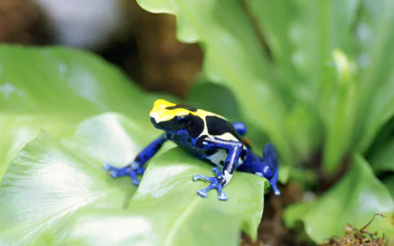 HD desktop wallpaper featuring a vibrant poison dart frog with blue and yellow markings perched on a green leaf in a natural setting.