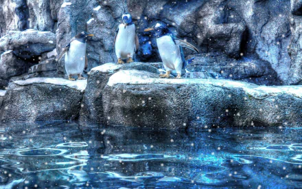 Three penguins on icy rocks above shimmering water, stylized blue tones and falling snow — 2K Quad HD PC desktop wallpaper/background.