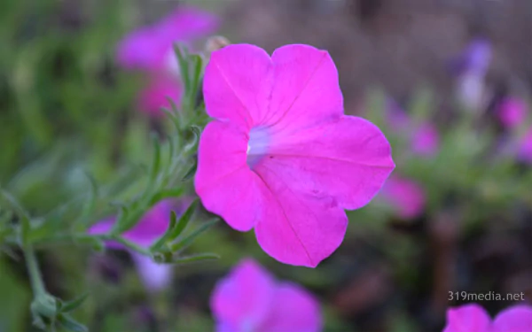  Purple Flower