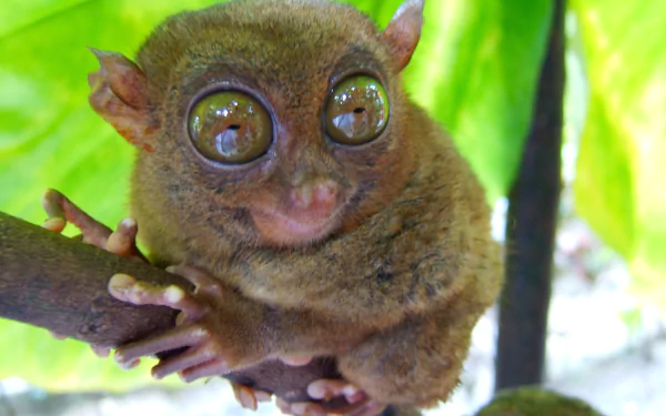 Animal tarsier HD Desktop Wallpaper | Background Image