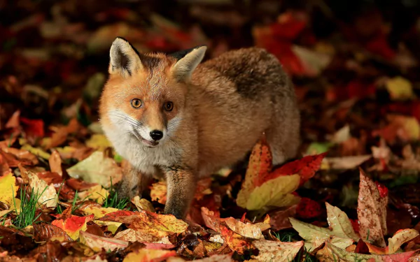 A high-definition wallpaper featuring a fox standing amidst colorful autumn leaves, offering a stunning background with vibrant seasonal hues.
