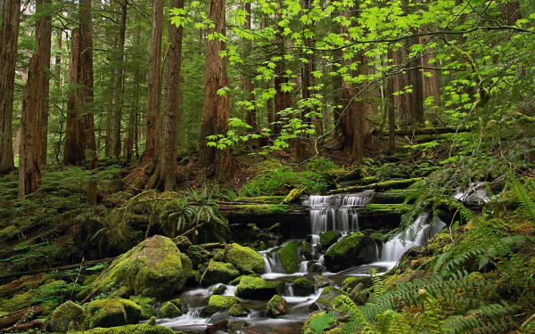 4K Ultra HD PC desktop wallpaper — nature scene: mossy forest with ferns and a clear stream cascading over rocks among towering trees.