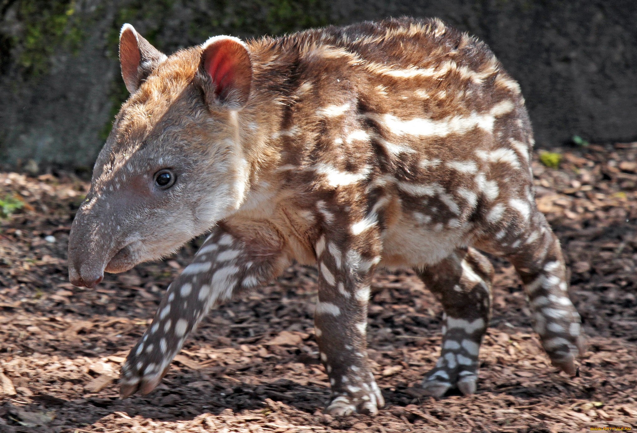 Tapir 高清壁纸 桌面背景 43x13